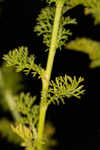 Mayweed <BR>Stinking chamomile